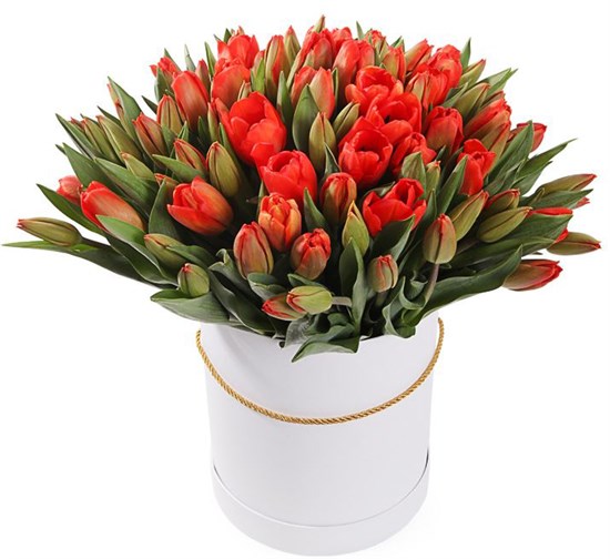 101 королевский тюльпан в белой коробке, красно-оранжевые - фото 7832