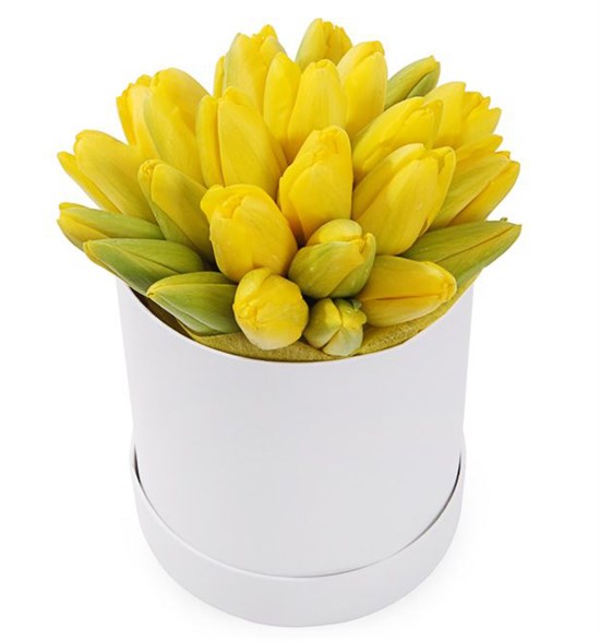 25 королевских тюльпанов в белой коробке, желтые - фото 7976