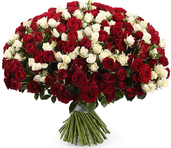 Букет 101 кустовая роза, красно-белый микс - фото 8154