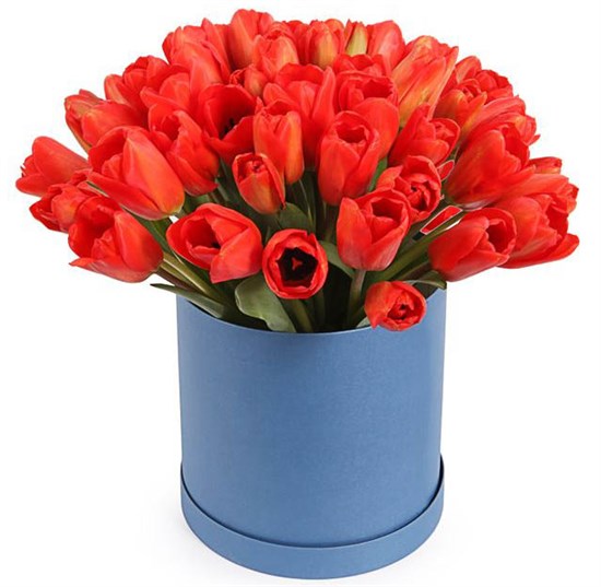 51 королевский тюльпан в коробке, красные - фото 8212