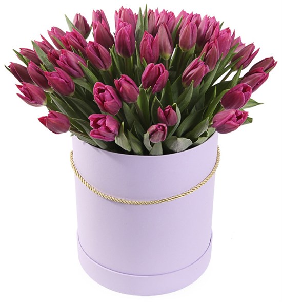 51 королевский тюльпан в лиловой коробке, пурпурные - фото 8215
