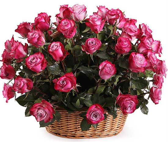 51 роза Дип Перпл в корзине - фото 8252