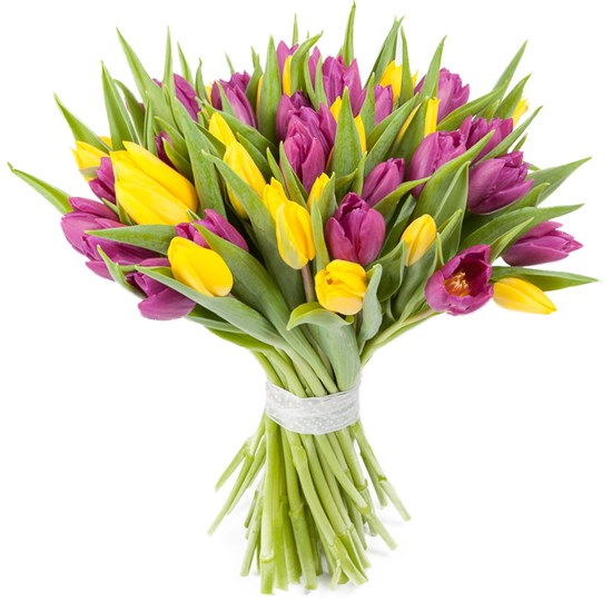 Букет 51 тюльпан, желто-фиолетовые - фото 8299