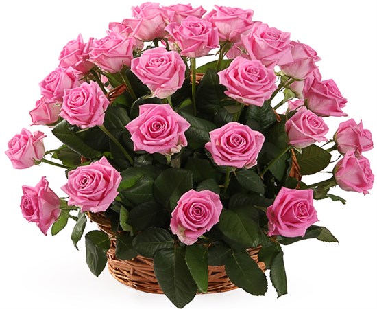 35 роз Аква в корзине - фото 8535