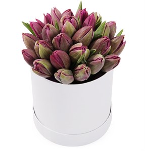 25 королевских тюльпанов в коробке, пурпурные