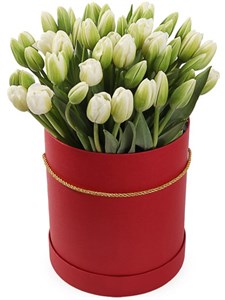51 тюльпан в красной коробке, белые