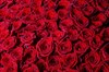 1001 роза в корзине - фото 5806