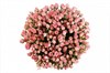 Букет 35 кустовых роз Одилия - фото 5835