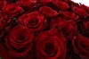 Букет 31 роза Ред Париж - фото 6129