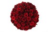 51 роза Ред Париж в шляпной коробке - фото 6180
