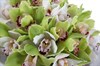 Букет из орхидей Фисташковое мороженое - фото 6257
