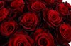 Букет из 25 красных роз Ред Париж - фото 6400