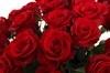 Букет из 25 красных роз Фридом - фото 6402