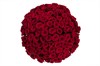 Букет из 101 красной розы 60/70 см - фото 6415