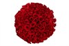 101 роза Фридом в шляпной коробке - фото 6456