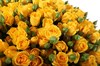 Букет 51 кустовая роза Мариса - фото 6541