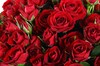 Букет 51 кустовая роза Мирабель - фото 6543