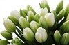 51 тюльпан в бирюзовой коробке, белые - фото 6559