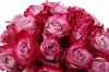 25 роз Дип Перпл в шляпной коробке - фото 6595