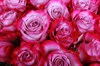 Букет 51 роза Дип Перпл - фото 6609