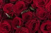 Букет из 51 красной розы 60/70 см - фото 6617