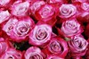 Букет 101 роза Дип Перпл - фото 6643