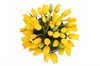 51 тюльпан в коробке, желтые - фото 6812