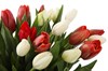 Букет 51 тюльпан, красно-белый микс - фото 6821