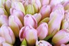 Букет 101 королевский тюльпан, жемчужные - фото 6827