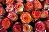 101 роза Хай Мэджик в шляпной коробке - фото 6894