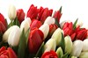 Букет 101 тюльпан, красно-белый микс - фото 6908