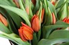 Букет 15 тюльпанов, оранжевые - фото 6921