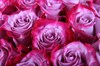 Букет 25 роз Дип Перпл - фото 6931