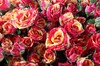 Букет 50 кустовых роз Фаер Флеш - фото 6947
