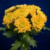 Золотистые хризантемы, 9 шт - фото 7177