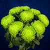 9 зеленых хризантем - фото 7185