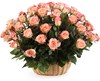 51 роза Дуэт Классик в корзине - фото 8545